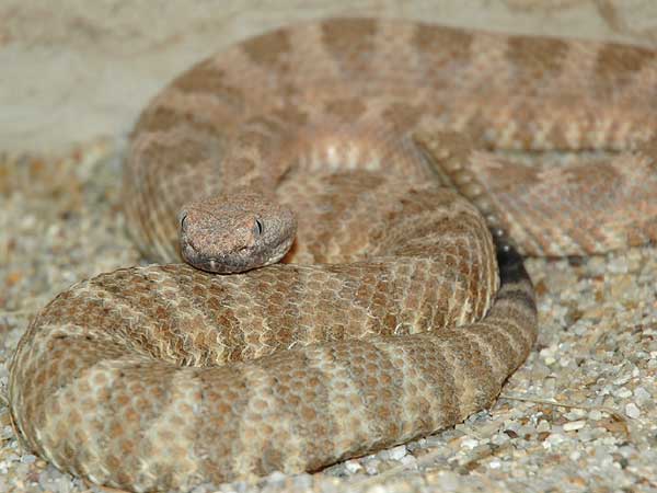  Crotalus mitchellii stephensi ID = 