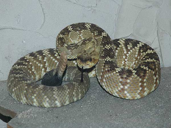  Crotalus molossus molossus ID = 