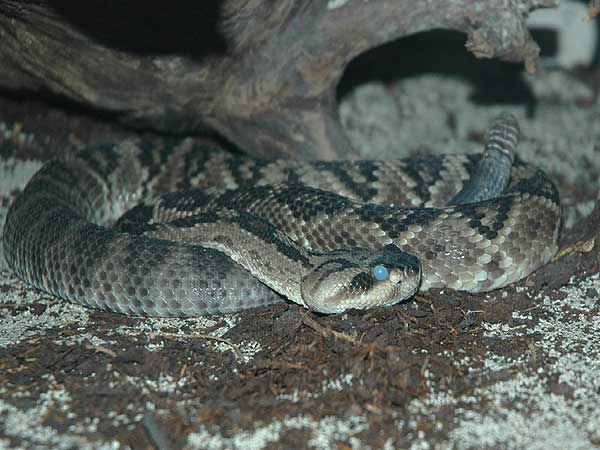  Crotalus molossus molossus ID = 