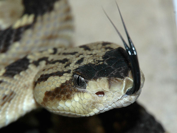  Crotalus molossus molossus ID = 