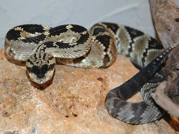  Crotalus molossus molossus ID = 