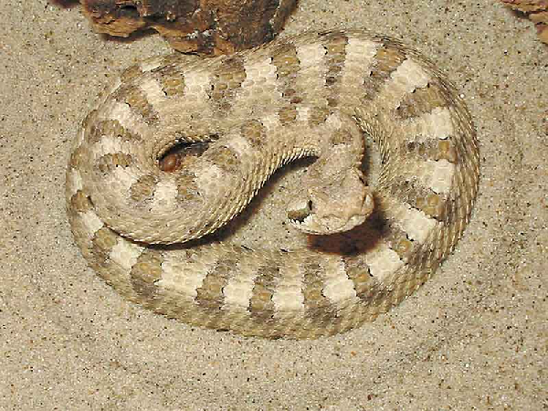  Crotalus cerastes cerastes ID = 