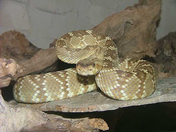  Crotalus molossus molossus ID = 