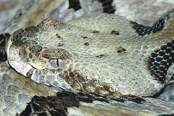  Crotalus horridus atricaudatus ID = 