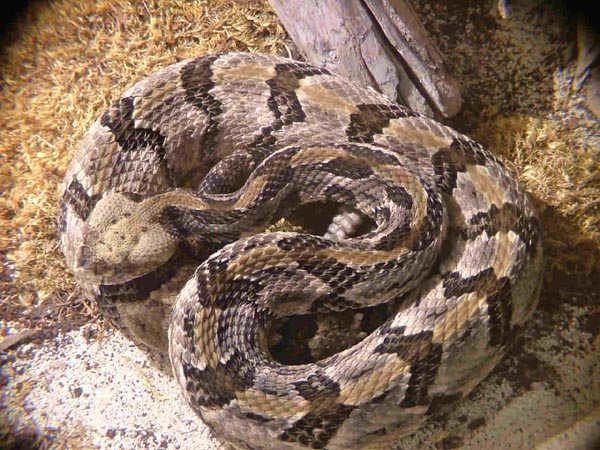  Crotalus horridus atricaudatus ID = 