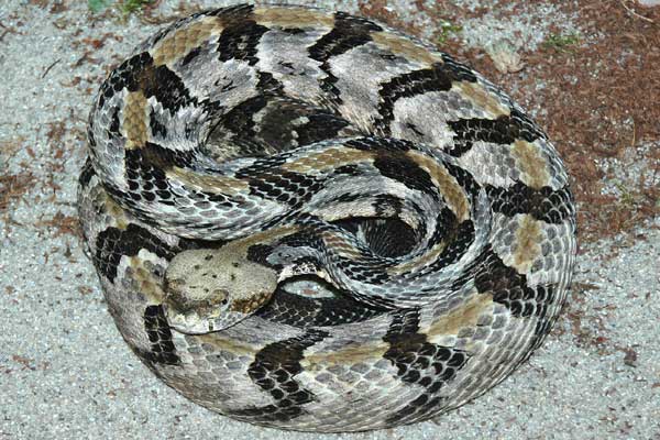  Crotalus horridus atricaudatus ID = 