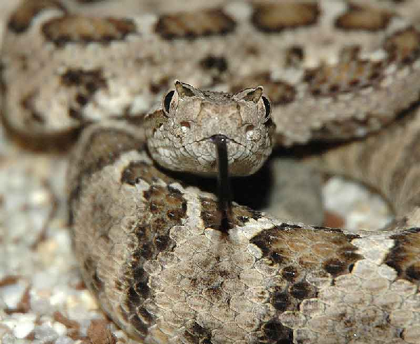  Crotalus enyo enyo ID = 