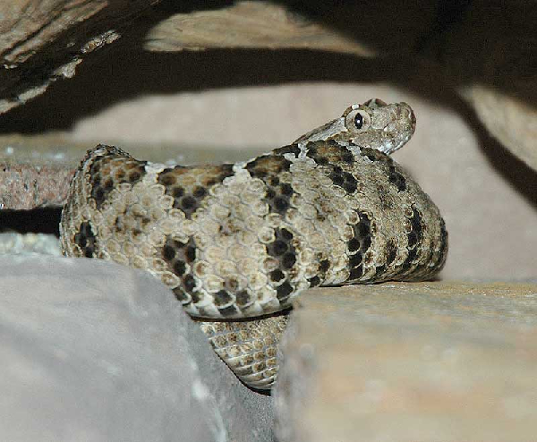  Crotalus enyo enyo ID = 