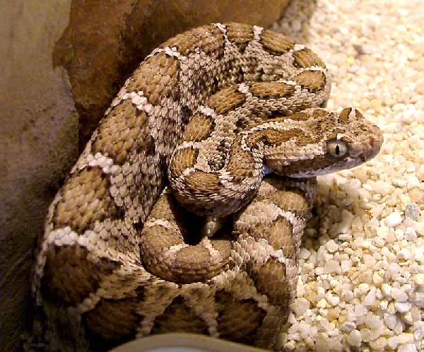  Crotalus enyo enyo ID = 