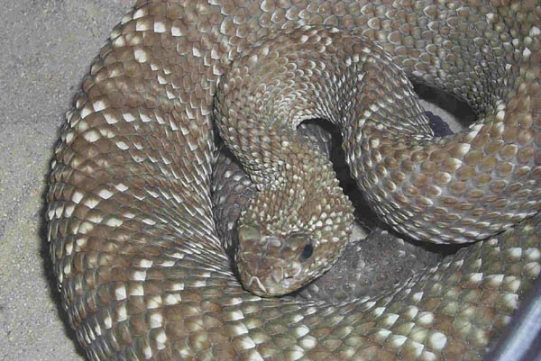  Crotalus vegrandis ID = 