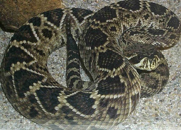  Crotalus adamanteus ID = 