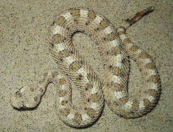  Crotalus cerastes cerastes ID = 