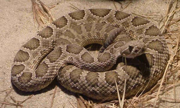  Crotalus viridis viridis ID = 