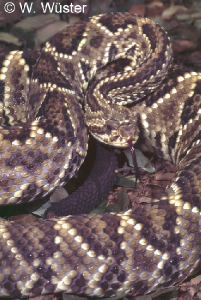  Crotalus durissus collilineatus ID = 