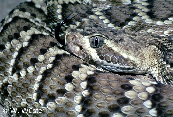  Crotalus scutulatus ID = 