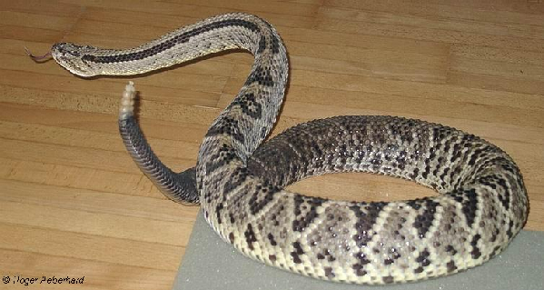  Crotalus durissus durissus ID = 