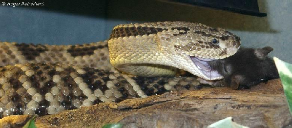  Crotalus durissus durissus ID = 