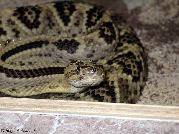  Crotalus durissus durissus ID = 