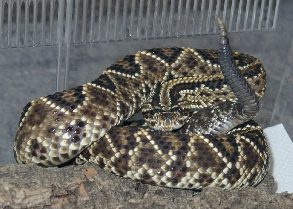  Crotalus durissus durissus ID = 