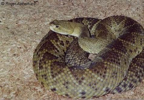  Crotalus basiliscus basiliscus ID = 