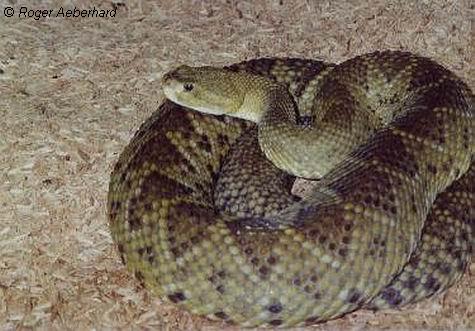  Crotalus basiliscus basiliscus ID = 