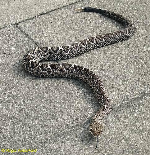  Crotalus basiliscus basiliscus ID = 