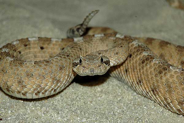  Crotalus cerastes cercobombus ID = 