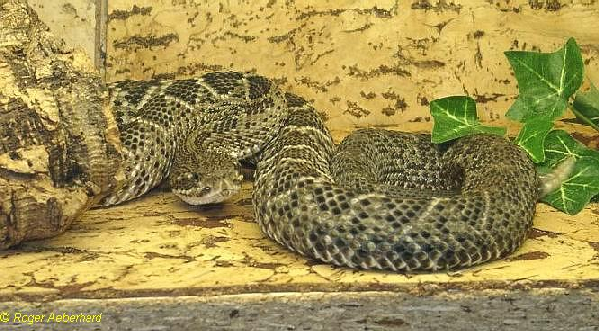  Crotalus basiliscus basiliscus ID = 