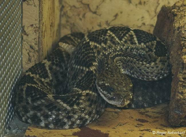  Crotalus basiliscus basiliscus ID = 