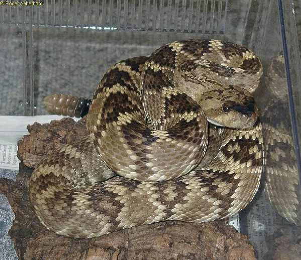  Crotalus molossus molossus ID = 