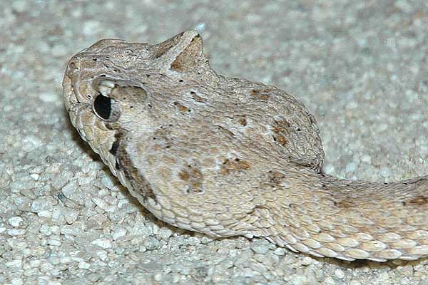  Crotalus cerastes cercobombus ID = 