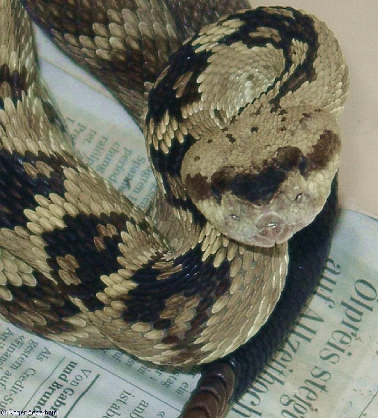  Crotalus molossus molossus ID = 