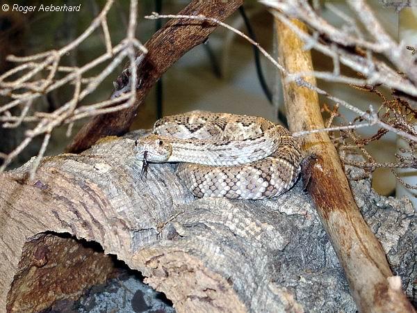  Crotalus unicolor ID = 