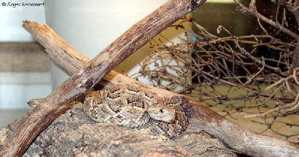  Crotalus unicolor ID = 