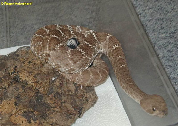  Crotalus ruber ruber ( Cope, 1892 ) ID = 