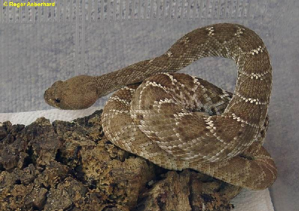  Crotalus ruber ruber ( Cope, 1892 ) ID = 