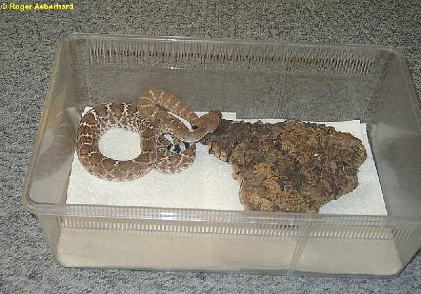  Crotalus ruber ruber ( Cope, 1892 ) ID = 