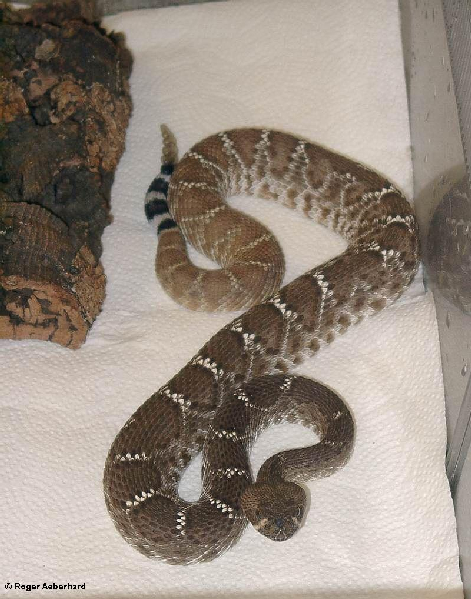  Crotalus ruber ruber ( Cope, 1892 ) ID = 