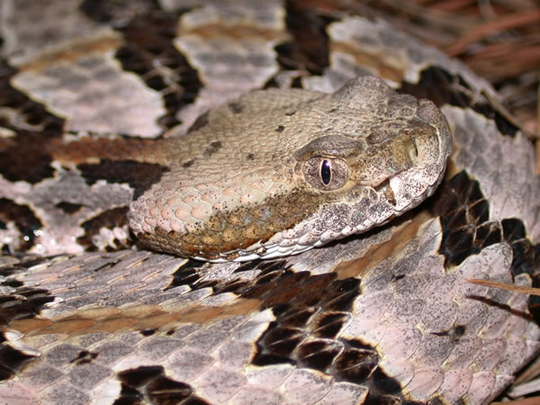  Crotalus horridus atricaudatus ID = 