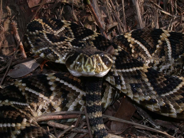  Crotalus adamanteus ID = 