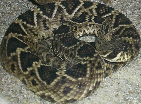  Crotalus adamanteus ID = 