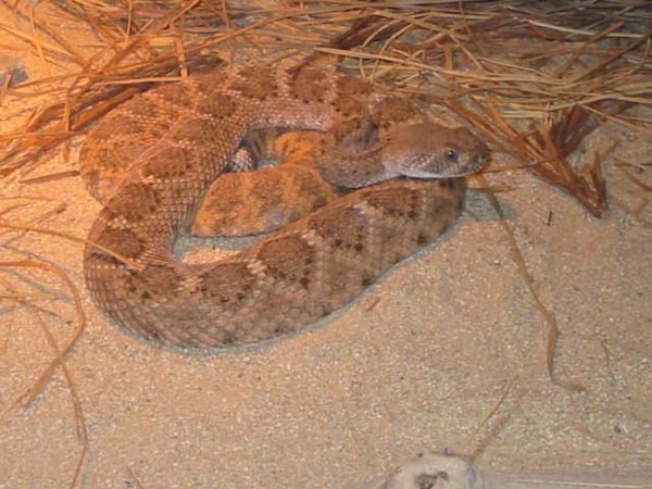  Crotalus atrox ID = 