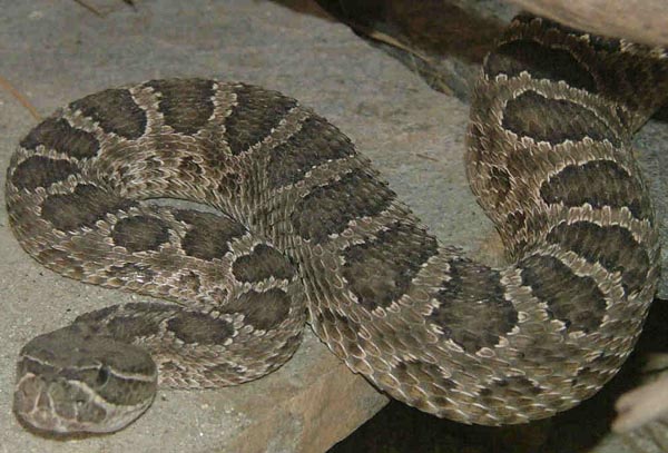  Crotalus viridis viridis ID = 