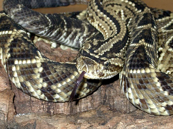  Crotalus oreganus lutosus ID = 