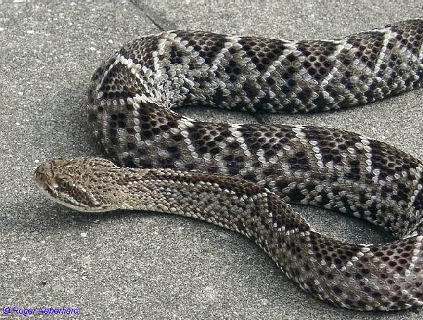  Crotalus mitchellii stephensi ID = 