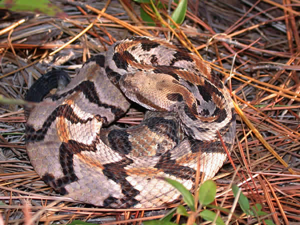  Crotalus horridus atricaudatus ID = 