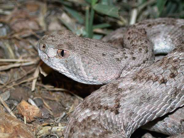  Crotalus horridus atricaudatus ID = 