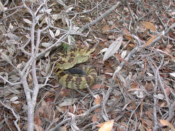  Crotalus enyo enyo ID = 