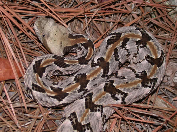  Crotalus horridus atricaudatus ID = 