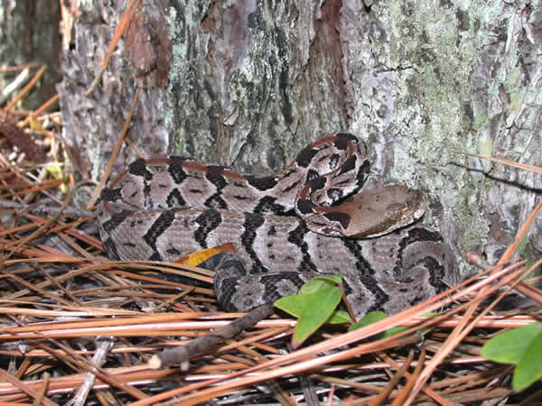  Crotalus horridus atricaudatus ID = 